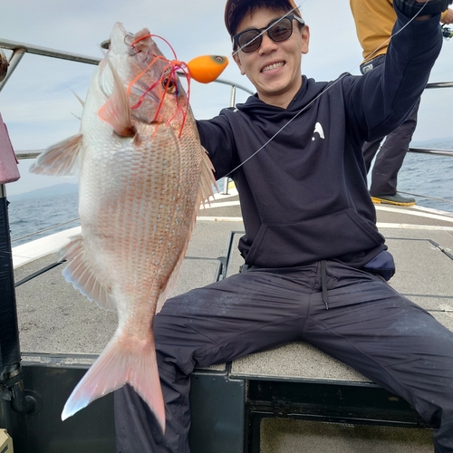 マダイの釣果