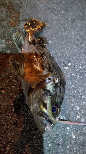 クロメバルの釣果