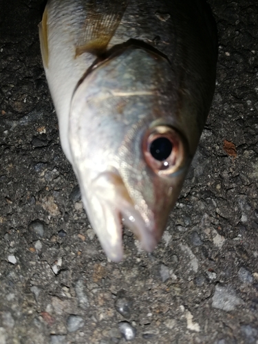 クロホシフエダイの釣果