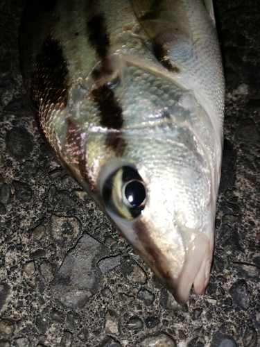 シマイサキの釣果