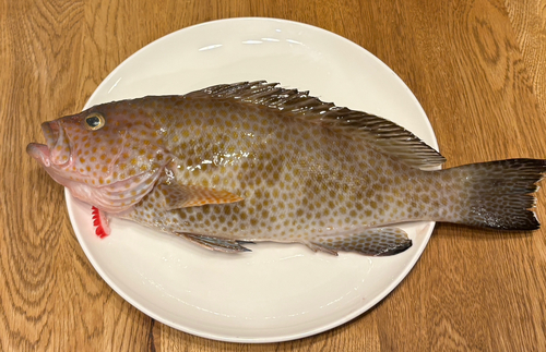 オオモンハタの釣果