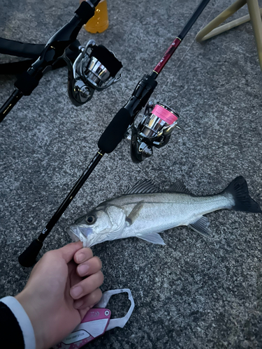 シーバスの釣果