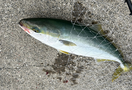 ハマチの釣果