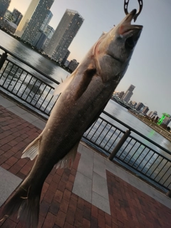 シーバスの釣果