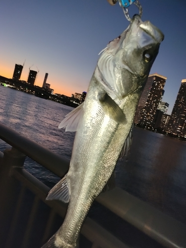 シーバスの釣果