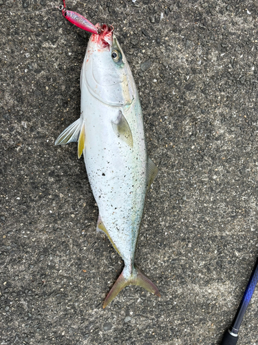 ハマチの釣果