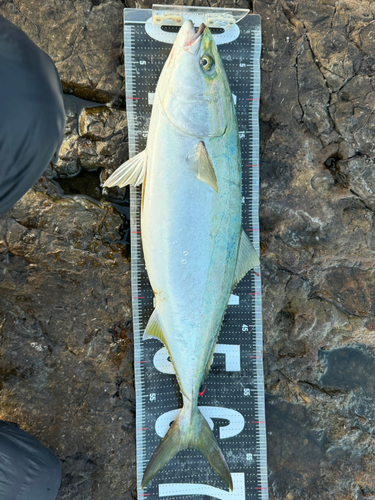 ヤズの釣果