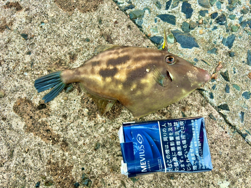 ウマヅラハギの釣果