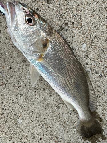 イシモチの釣果