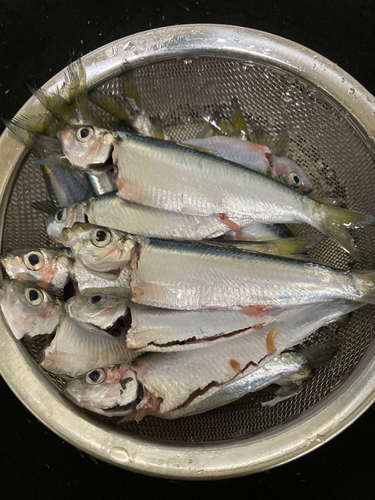 サッパの釣果