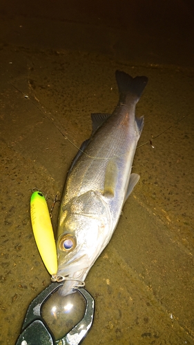 セイゴ（マルスズキ）の釣果