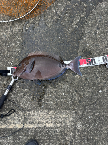 ニザダイの釣果