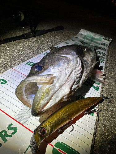 シーバスの釣果