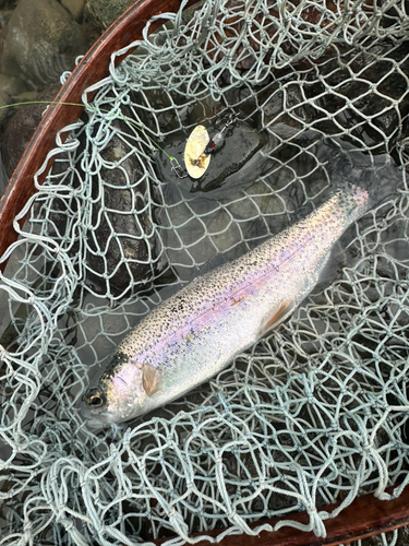 ニジマスの釣果