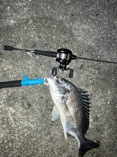 キビレの釣果