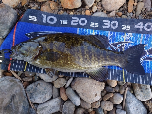 スモールマウスバスの釣果