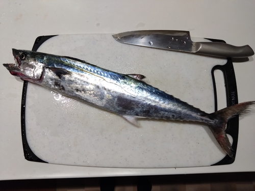 サゴシの釣果