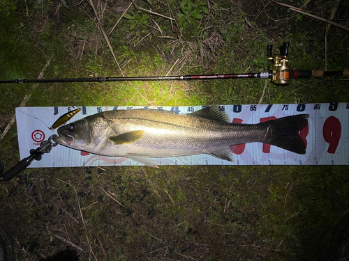 シーバスの釣果