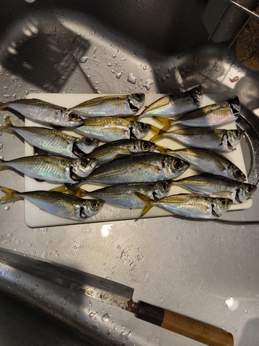 アジの釣果