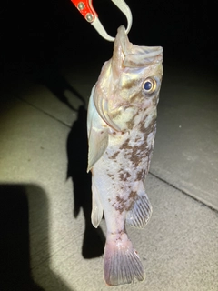 クロソイの釣果