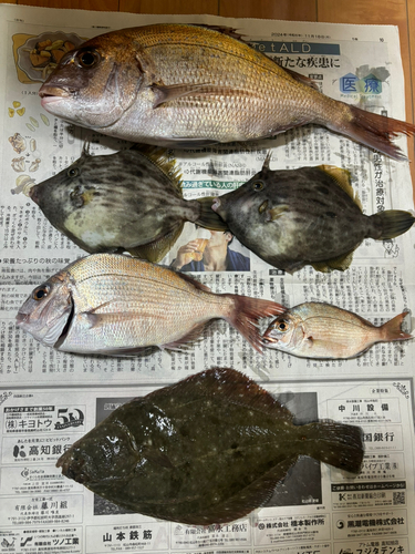 タイの釣果