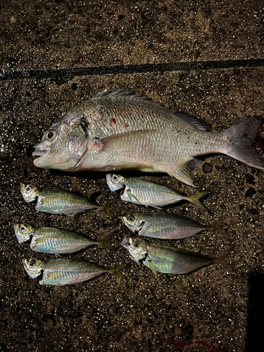 アジの釣果