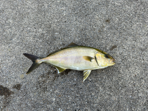 カンパチの釣果