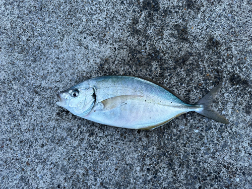 シマアジの釣果