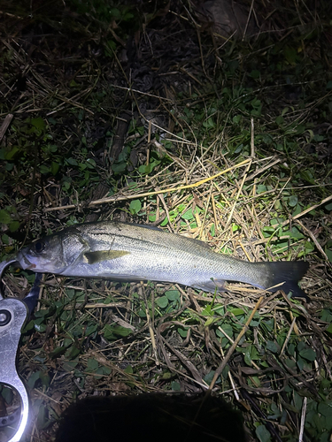 スズキの釣果