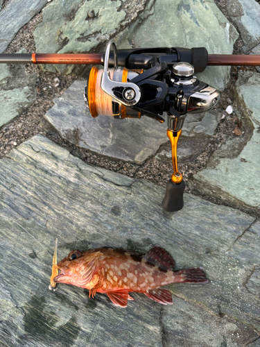 カサゴの釣果