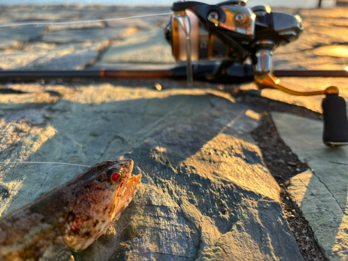 ヒトスジエソの釣果