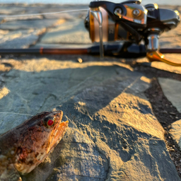 ヒトスジエソ