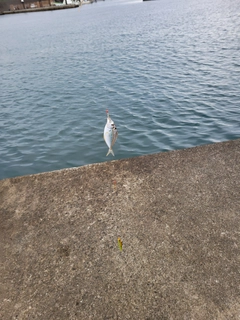 サザナミフグの釣果