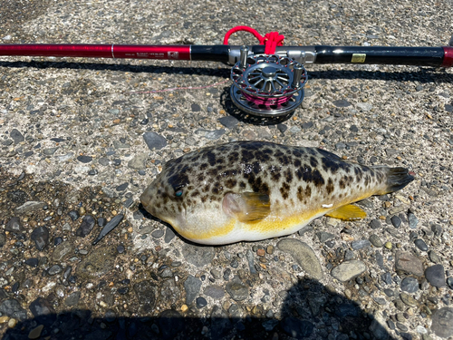 アカメフグの釣果