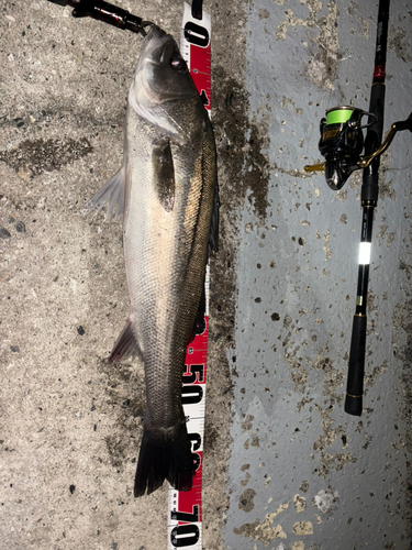 シーバスの釣果