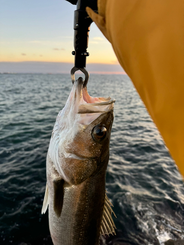 スズキの釣果