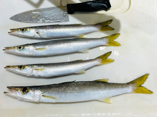 アカカマスの釣果