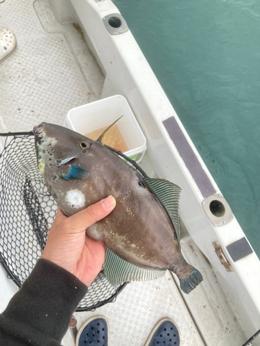 ウマヅラハギの釣果