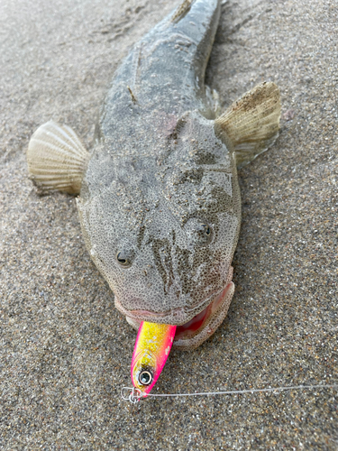 マゴチの釣果