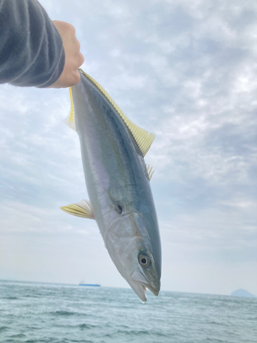 ハマチの釣果