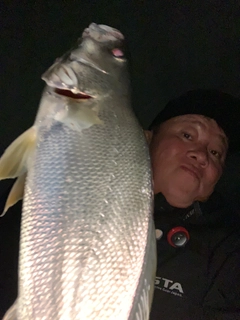 オオニベの釣果