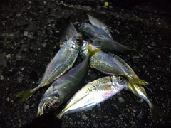 アジの釣果