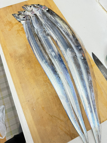 タチウオの釣果