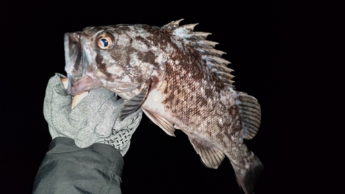 クロソイの釣果