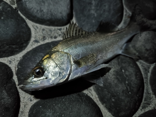 セイゴ（マルスズキ）の釣果