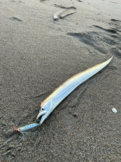 タチウオの釣果