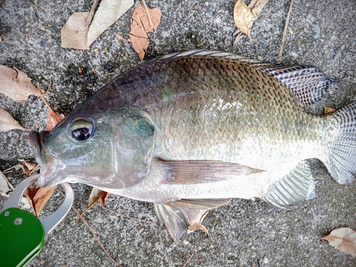 ティラピアの釣果