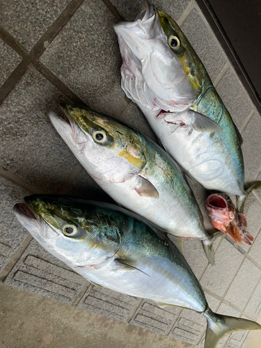 ツバスの釣果