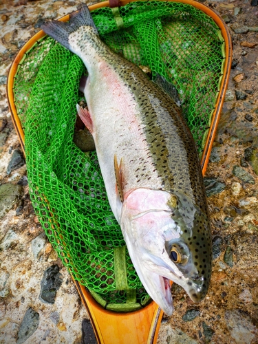 ニジマスの釣果