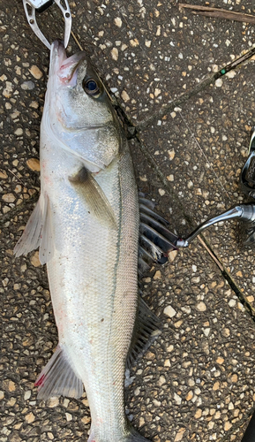 シーバスの釣果